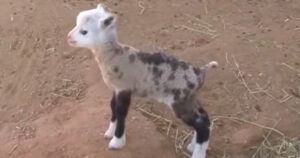 Una pecora e una capra hanno dato luce a un cucciolo di pecora molto raro (VIDEO)