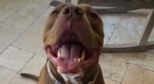 Il Pit Bull Kairo è felice solo se riesce a donare amore e gioia a chiunque arriva nella sua vita (VIDEO)