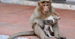 Scimmia adotta un cucciolo di cane orfano e si prende cura di lui proprio come se fosse la sua mamma