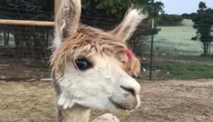 L’alpaca Cody conosce il meglio di entrambi i suoi mondi; la storia (VIDEO)