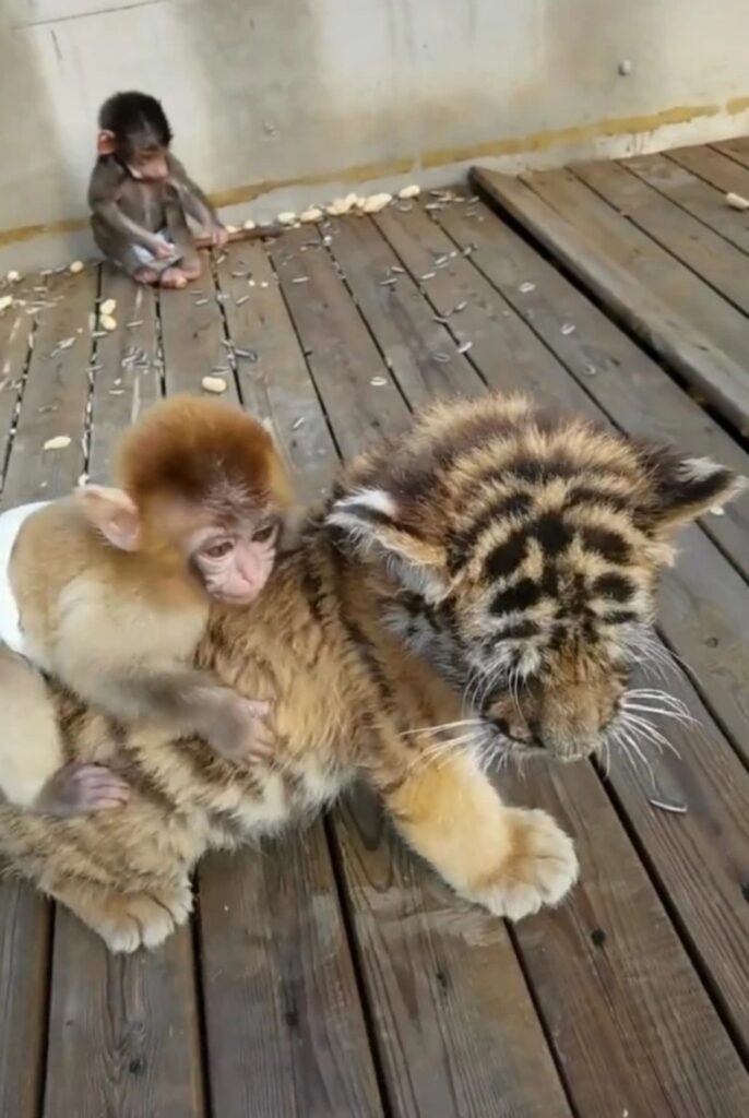 Amicizia tra un cucciolo di tigre ed uno di scimmia