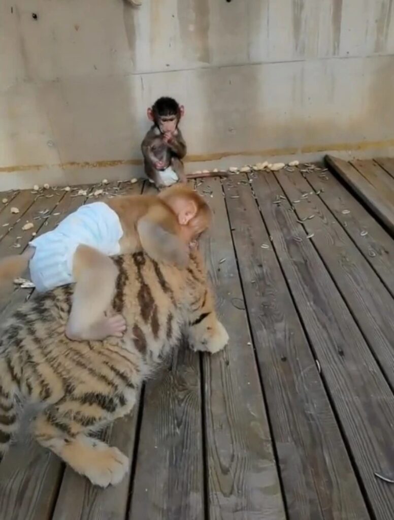 Amicizia tra un cucciolo di tigre ed uno di scimmia