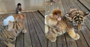 L’amicizia bellissima tra una scimmia e un cucciolo di tigre: il loro legame è inseparabile