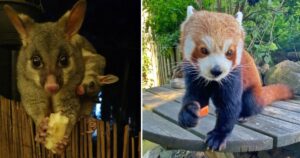 15 Foto di utenti che hanno incontrato degli animali piccoli e adorabili in natura