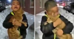 “Voglio portarlo a casa”: bambino vuole portare a casa un gattino randagio ma sua madre non vuole (VIDEO)