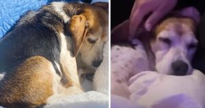 Coppia vede un beagle anziano regalato online e corre a prenderlo
