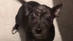 La cagnolina Abby ha sofferto ma ha incontrato una donna speciale che l’ha aiutata (VIDEO)