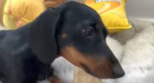 La cagnolina Loulou festeggia il suo quinto compleanno in compagnia della sua famiglia (VIDEO)