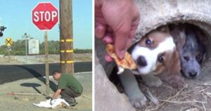 Trova una cagnolina che sta per attraversare l’arcobaleno e gli promette di prendersi cura dei suoi cuccioli