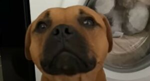 Il cagnolino Ragnar adora il suo peluche da cui non si vuole staccare proprio mai (VIDEO)
