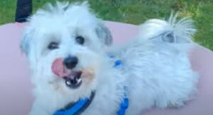 Un cagnolino fifone prova due giochi che non riescono a renderlo sereno (VIDEO)