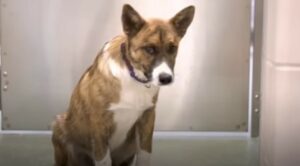 Il cagnolino traumatizzato Tobi aveva sempre paura; la sua trasformazione (VIDEO)