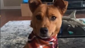La cagnolona Brisbane è felicissima di avere trovato degli umani tutti per lei (VIDEO)