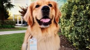 La cagnolona Golden Retriever Ellie e il suo umano Kevin portano gioia alla loro comunità; la tenera storia (VIDEO)