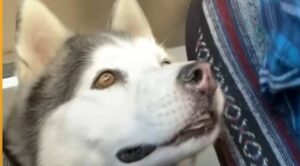 La cagnolona obesa Mishka è felicissima di aver avuto l’opportunità di ricominciare (VIDEO)
