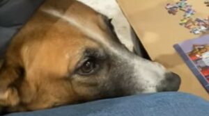 La cagnolona traumatizzata Annie ha trovato degli umani pazienti che le hanno fatto capire che l’amore esiste (VIDEO)
