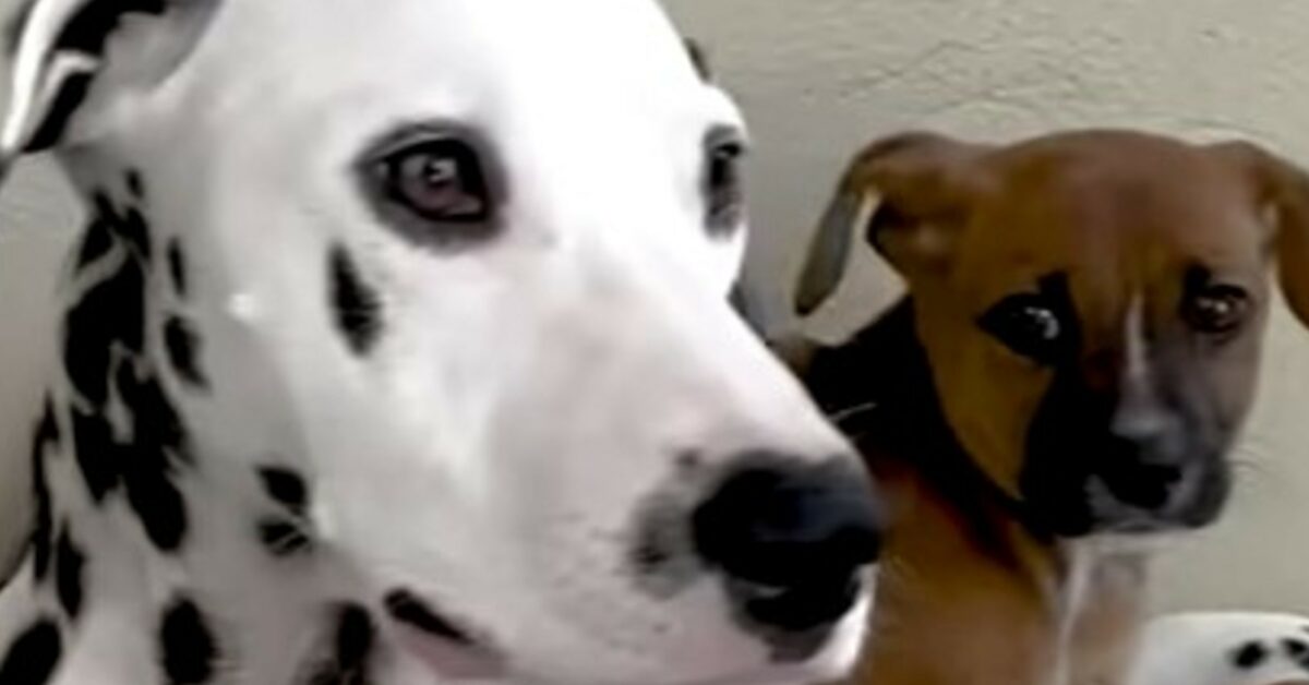 Il cagnolone Dalmata Thiago ha permesso il salvataggio e l'adozione del ...