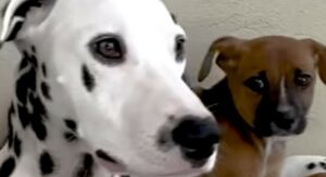 Il cagnolone Dalmata Thiago ha permesso il salvataggio e l’adozione del suo nuovo fratellino (VIDEO)