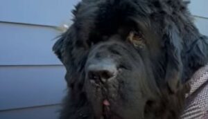 Il cagnolone Napoleon ha il cuore colmo d’amore e la sua dolcezza è pari alla sua stazza (VIDEO)
