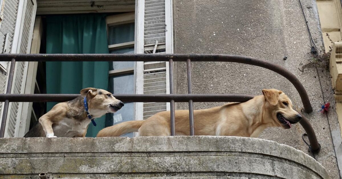 Cane abbaia di notte e il vicino di casa ottiene un risarcimento ecco