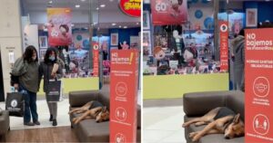 cane addormentato in un centro commerciale