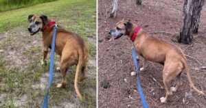 Cagnolino anziano ha aspettato 8 lunghi anni prima di essere adottato dal rifugio