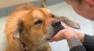 Cagnolone anziano e malato terminale scopre che l’amore dona la vita (VIDEO)