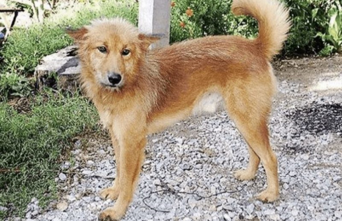 Il cane ha trascinato ostinatamente la pesante borsa vino alla porta ...