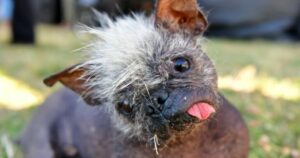 Mr. Happy Face, il cane che ha vinto il concorso come “il cane più brutto del mondo”