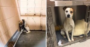 Cucciolo di cane triste siede in un rifugio ma si apre completamente quando gli viene tolta la cintura dal collo