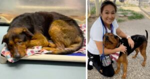 Cagnolone triste di un rifugio viene adottato pochi istanti prima di essere destinato all’eutanasia