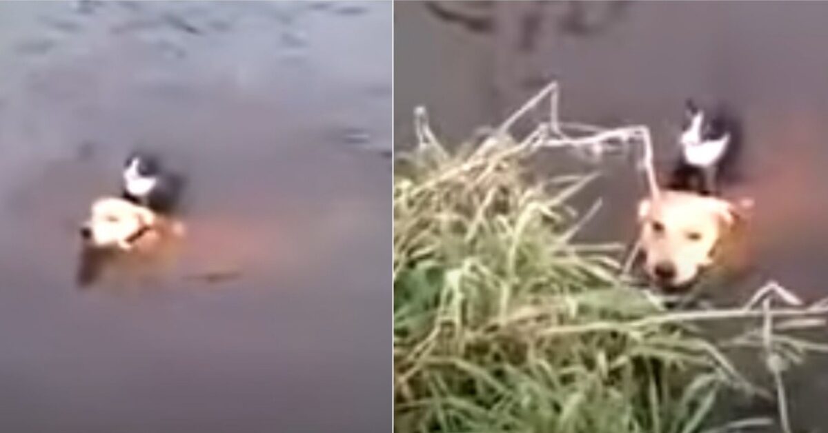 Cagnolone coraggioso si lancia nel lago per salvare un gattino che ...