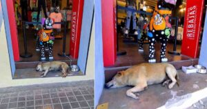 Cucciolo di cane randagio arriva in un negozio di abbigliamento e viene adottato dai dipendenti