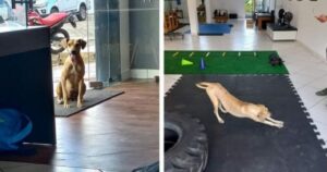 Cucciolo di cane entra in una palestra per allungarsi e finisce per essere adottato