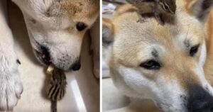 Cucciolo di cane compie un dolce furto di un pezzo di formaggio dalla sua sorellina scoiattolo