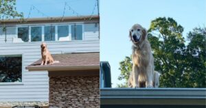 Golden Retriever ha un atteggiamento strano, i suoi proprietari hanno messo dei cartelli per non spaventare i vicini