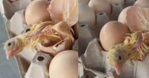 Ragazza apre il cartone delle uova e si trova davanti un pulcino appena nato (VIDEO)