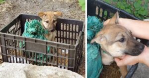 Uomo trova un cucciolo abbandonato all’interno di una cesta mentre va a lavoro