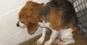 Cucciolo spaventato in un rifugio è stato costantemente ignorato fino a quando non è arrivato un uomo