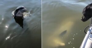 delfino corre per salutare dei cuccioli