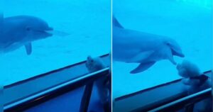 Delfino giocoso provoca un cucciolo in un acquario e iniziano a discutere abbaiando (VIDEO)