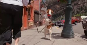 La storia di Dexter: il cucciolo che ha imparato a camminare come gli esseri umani (VIDEO)