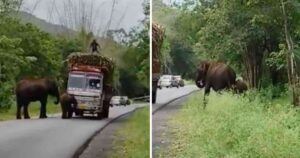 Elefanti hanno bloccato un camion di canna da zucchero per farsene dare un po’ dall’autista (VIDEO)