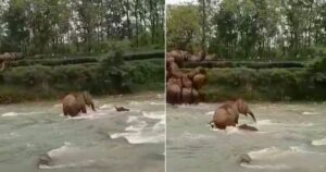 Mamma elefante vede il suo cucciolo in pericolo mentre attraversava il fiume e lo ha aiutato (VIDEO)