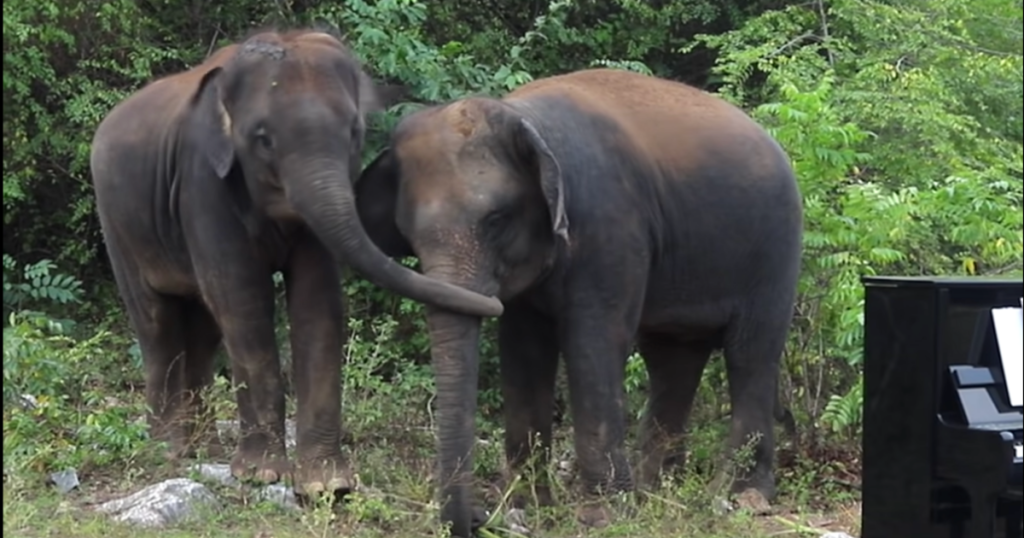 Pianista suona ad elefanti salvati