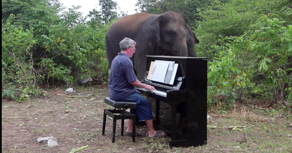 Pianista suona ad elefanti salvati