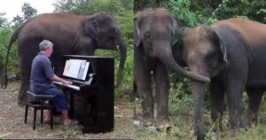 Un pianista decide di curare le anime di elefanti salvati con la sua musica (VIDEO)