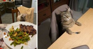 14 Foto di persone che non avrebbero mai immaginato che i loro gatti mangiassero così tanto