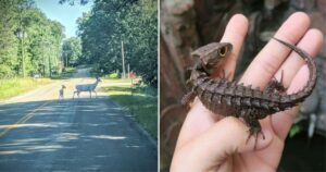 15 Foto che dimostrano come la natura è la ragazza più saggia della città