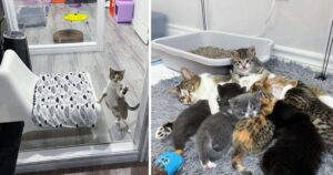 gatta incinta presenta i suoi gattini alla donna che l'ha nutrita